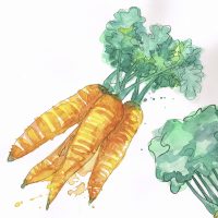 Akvarell gulrøtter